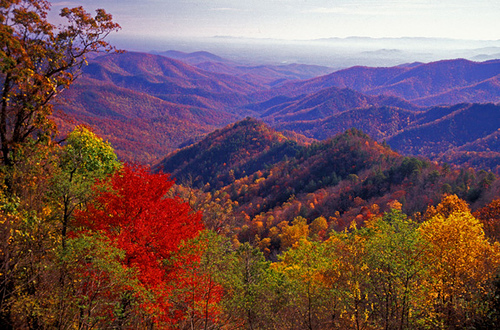 Foliage in Virginia